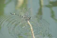 Common Flangetail 霸王葉春蜓 (Ictinogomphus pertinax)